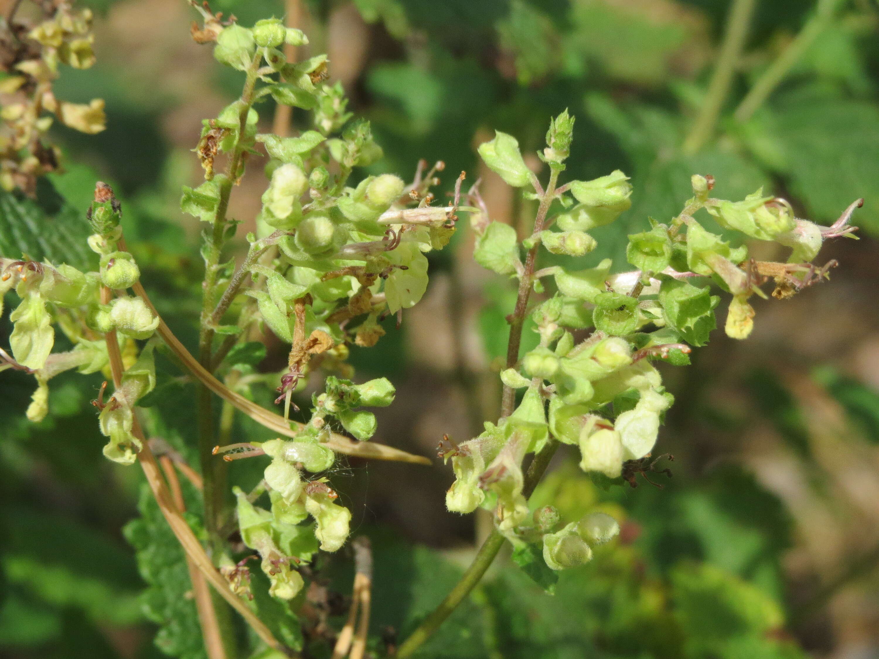 Слика од Teucrium scorodonia L.