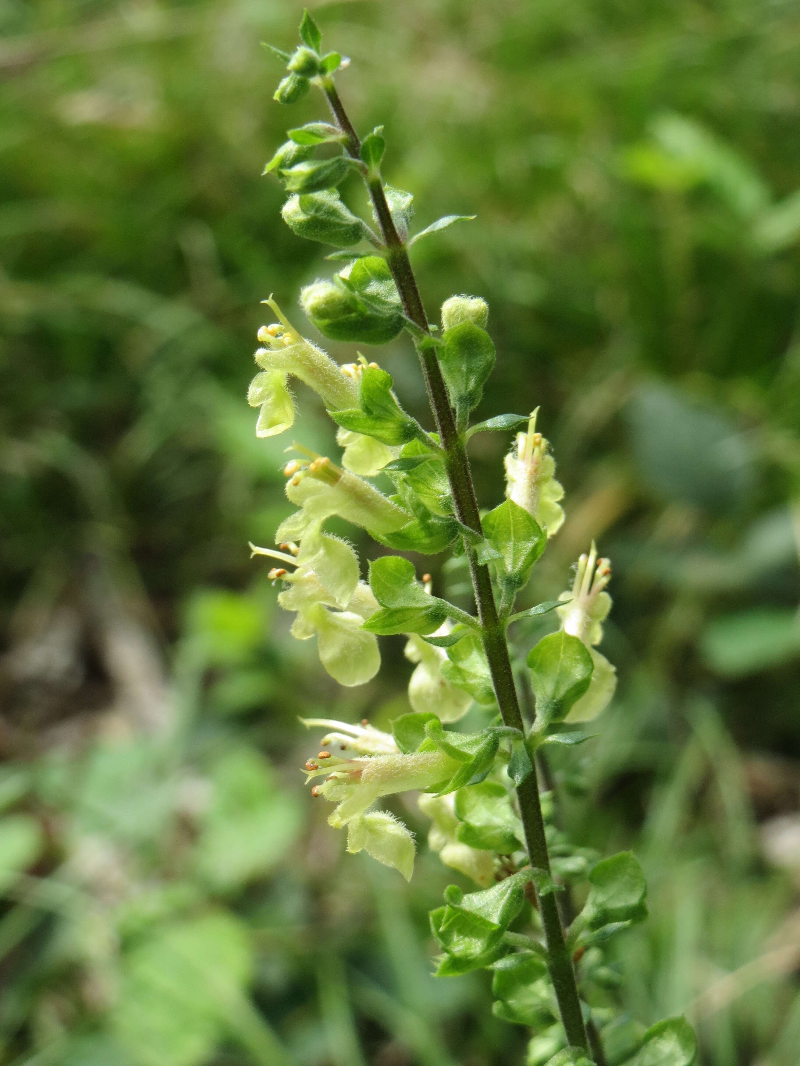 Image of woodland germander