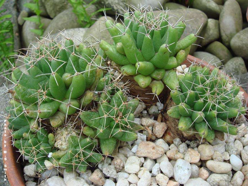 Image of Green-fruit Nipple Cactus