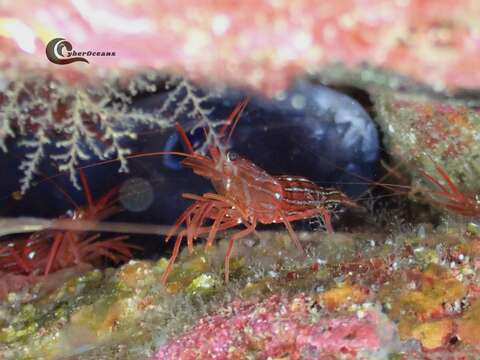 Image of Mediterranean cleaner shrimp