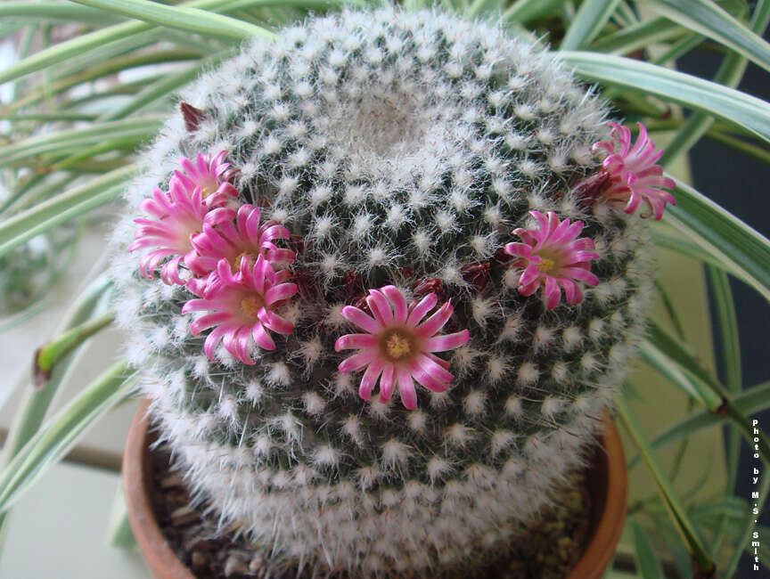 Image of Mammillaria standleyi (Britton & Rose) Orcutt