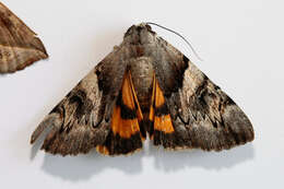 Image of Yellow Bands Underwing