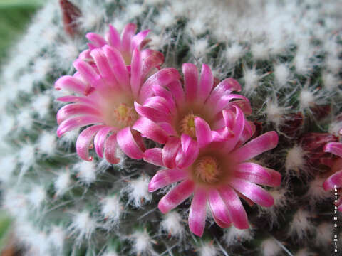 Image of Mammillaria standleyi (Britton & Rose) Orcutt