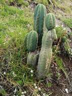 Image de Trichocereus macrogonus var. pachanoi