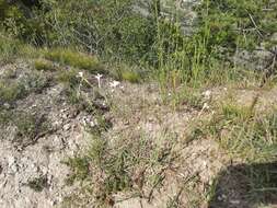 Image of Dianthus awaricus Charadze