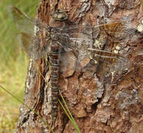 Image of Canada Darner