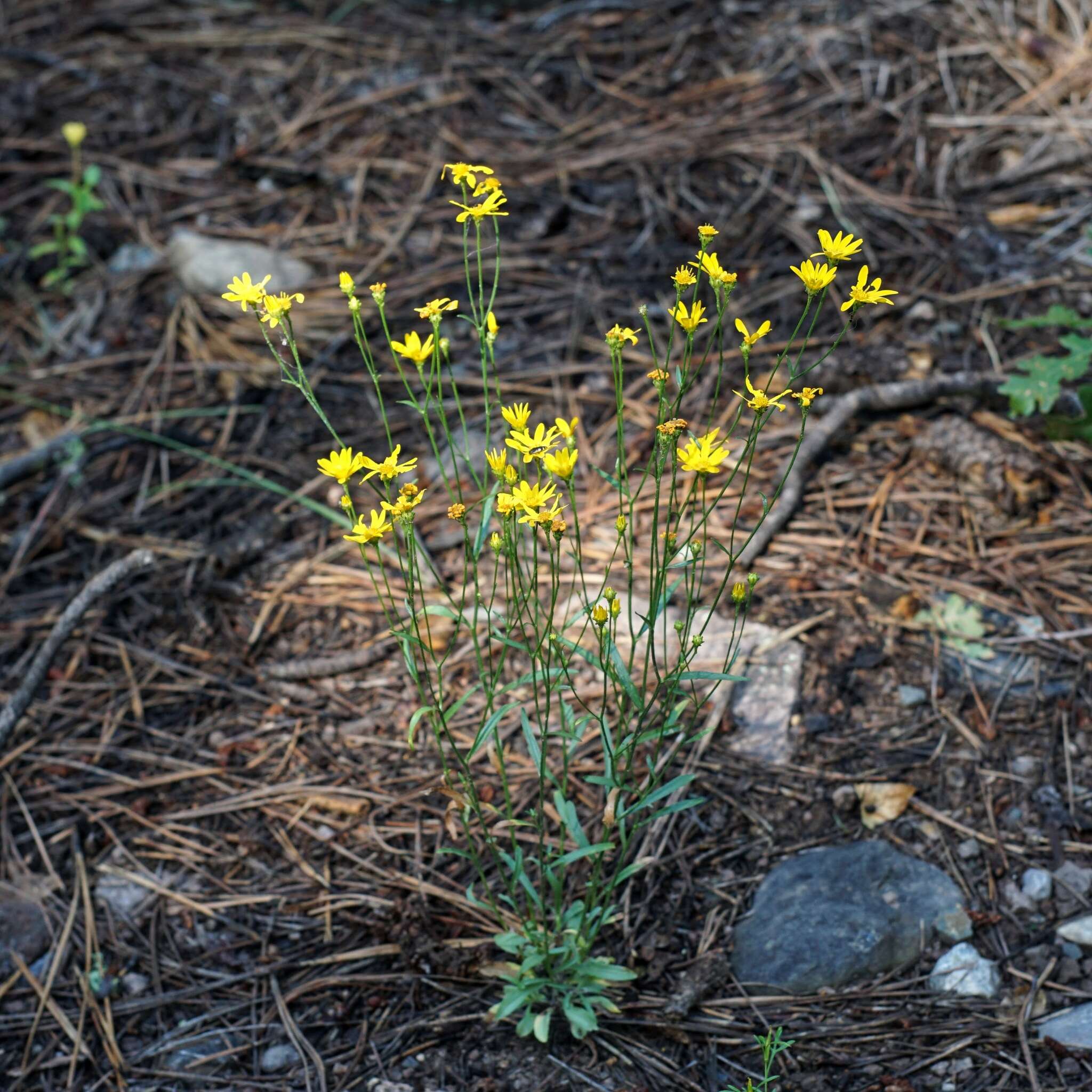 Image of Wright's snakeweed