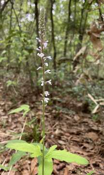 Слика од Verbena carnea Medik.