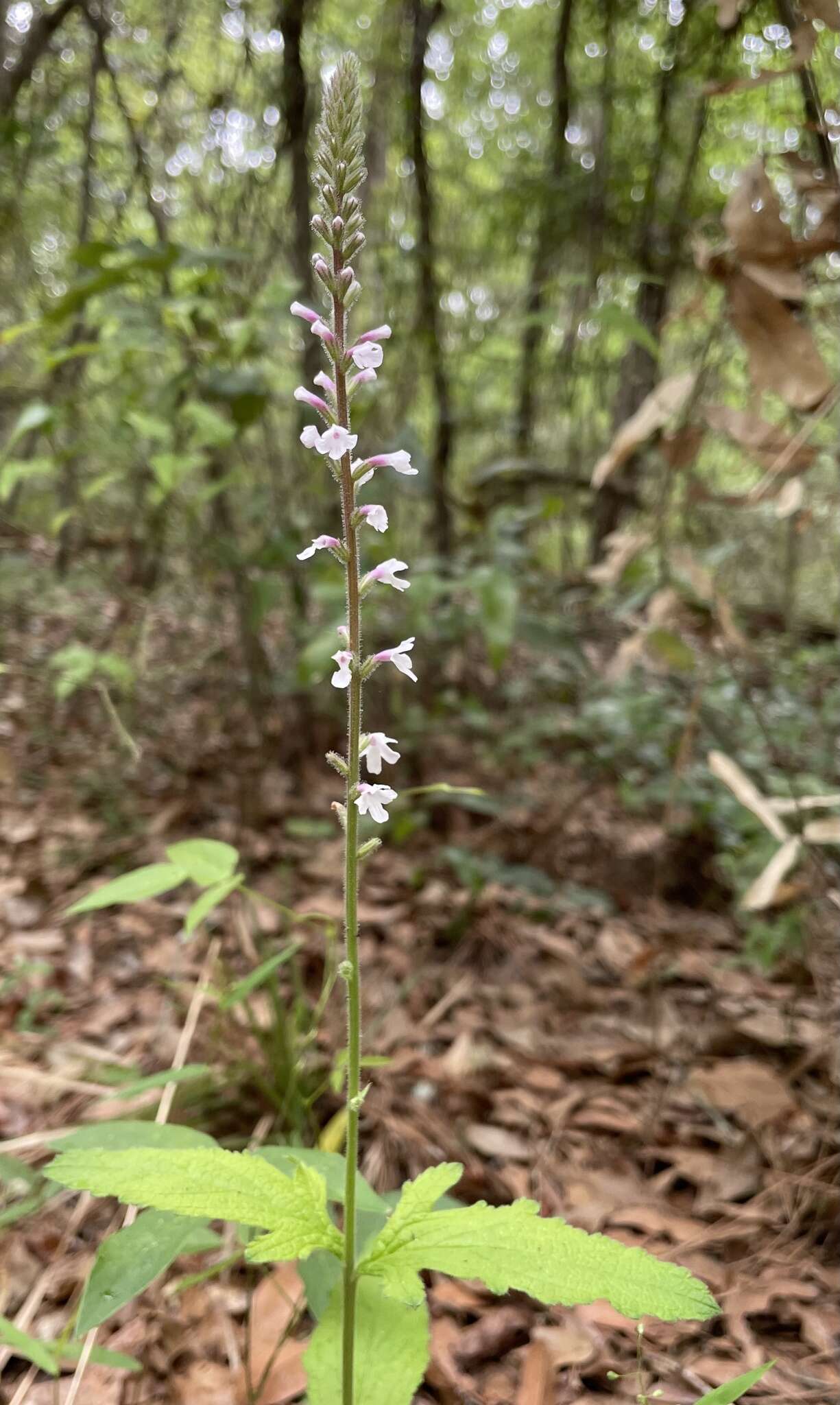 Image of Carolina false vervain