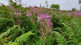 Image of <i>Chamaenerion <i>angustifolium</i></i> subsp. angustifolium