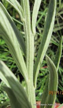 Image of Silver vernonia