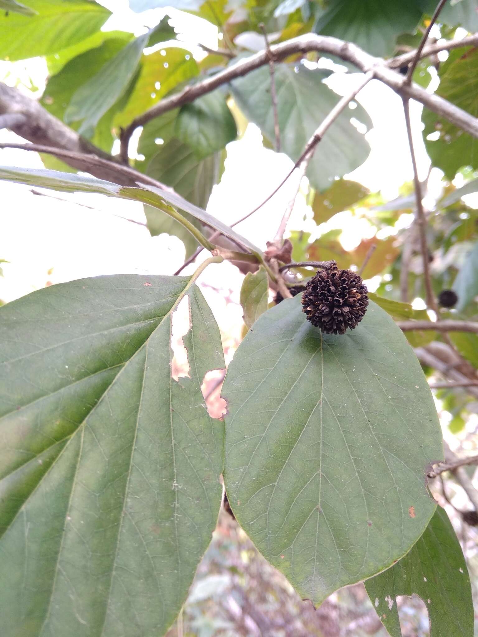 Image of Mitragyna parvifolia (Roxb.) Korth.