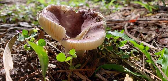 Image of Russula betularum Hora 1960