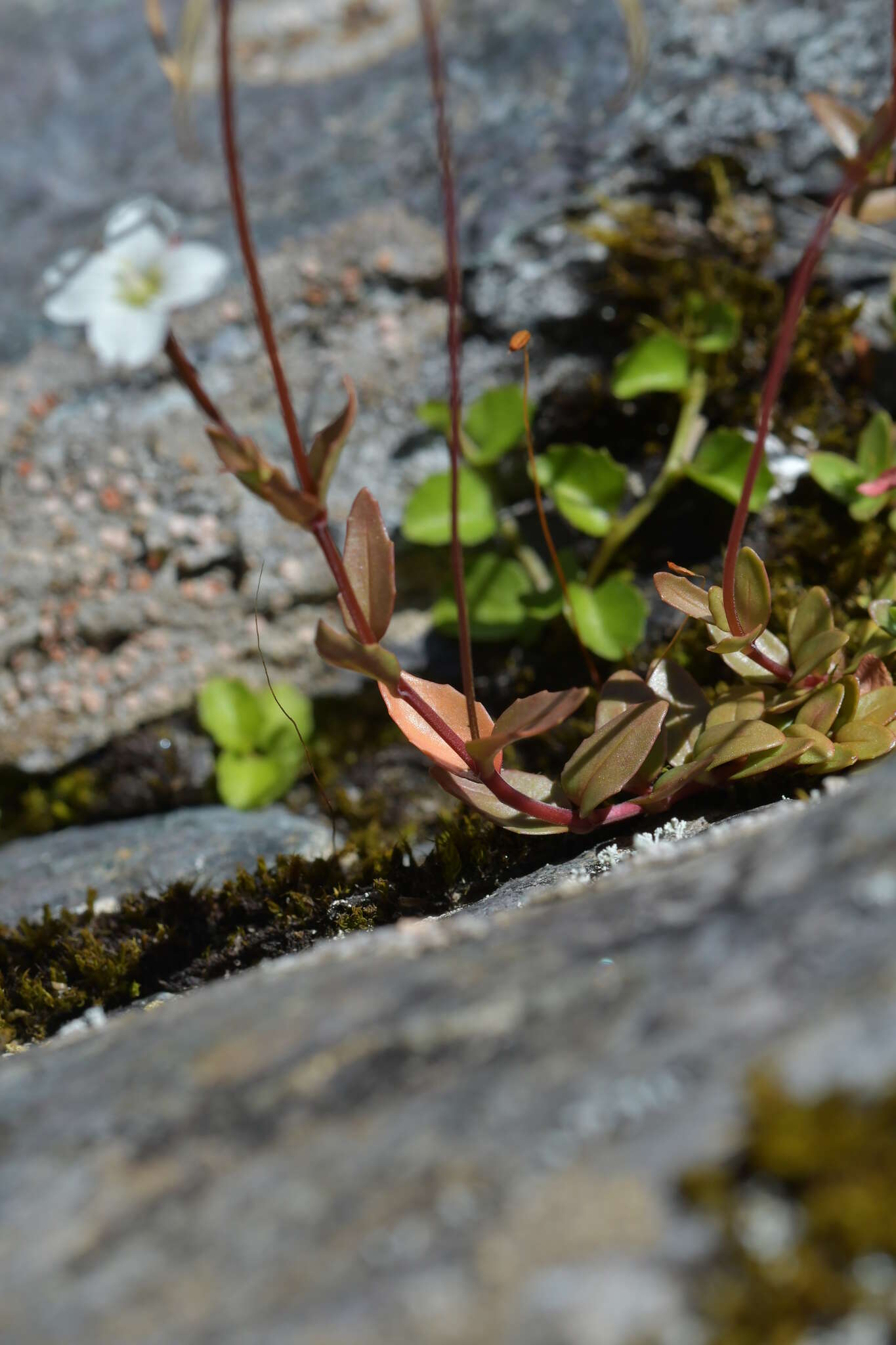 Image of Epilobium alsinoides subsp. atriplicifolium (A. Cunn.) Raven & Engelhorn