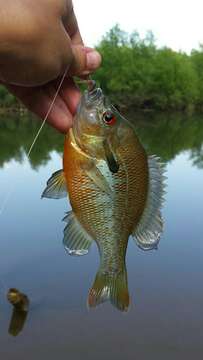 Image of Redbreast Sunfish