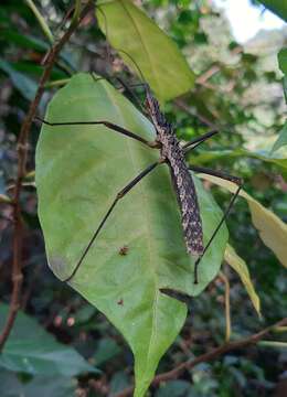 Image of Neohirasea catbaensis Ho & G. W. C. 2018