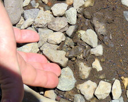 Image of Patagonia Frog