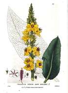 Verbascum nigrum L. resmi