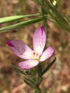 Image of chaparral clarkia