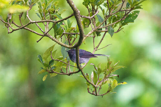 Image of White-tailed Crested Flycatcher