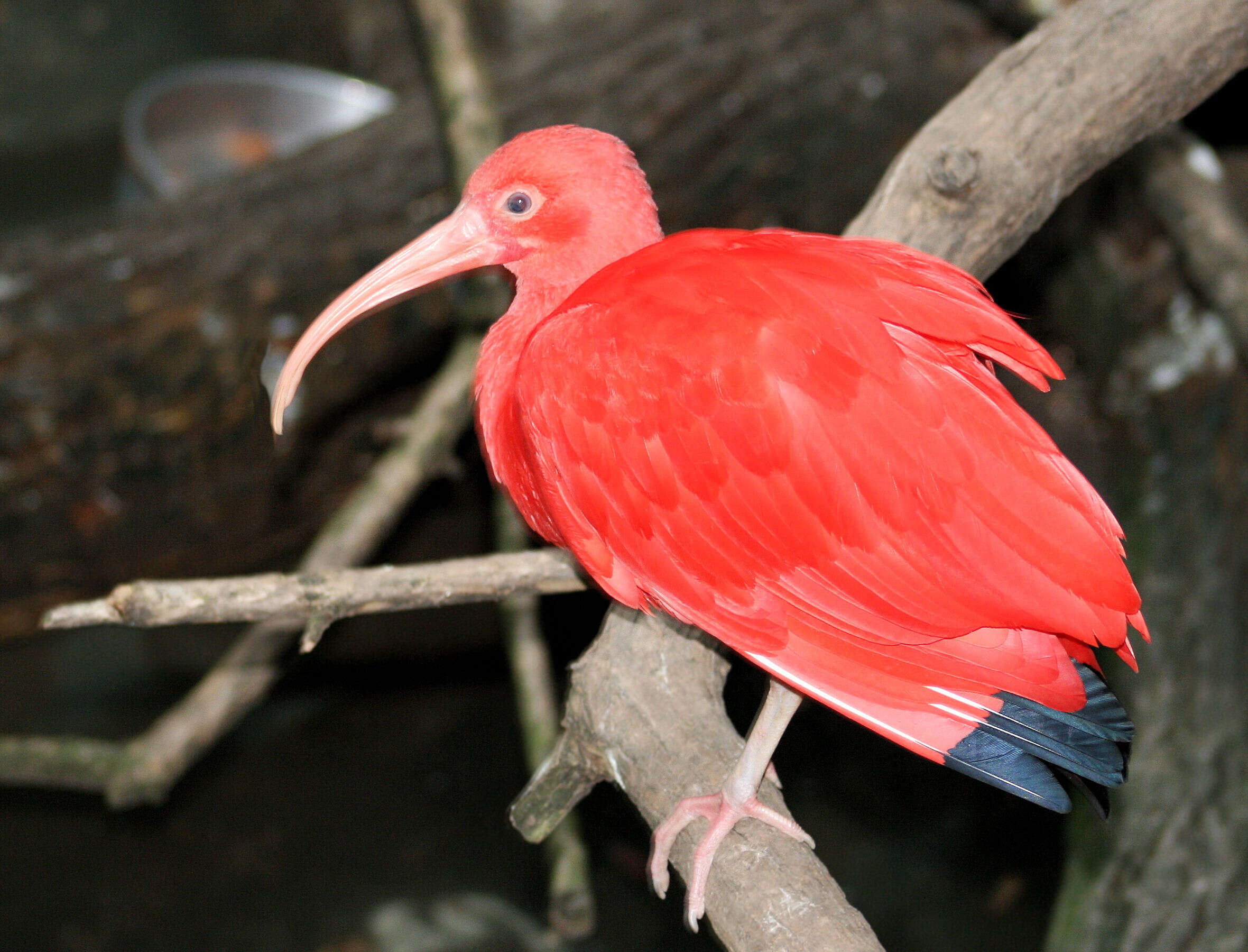 Image of Scarlet Ibis