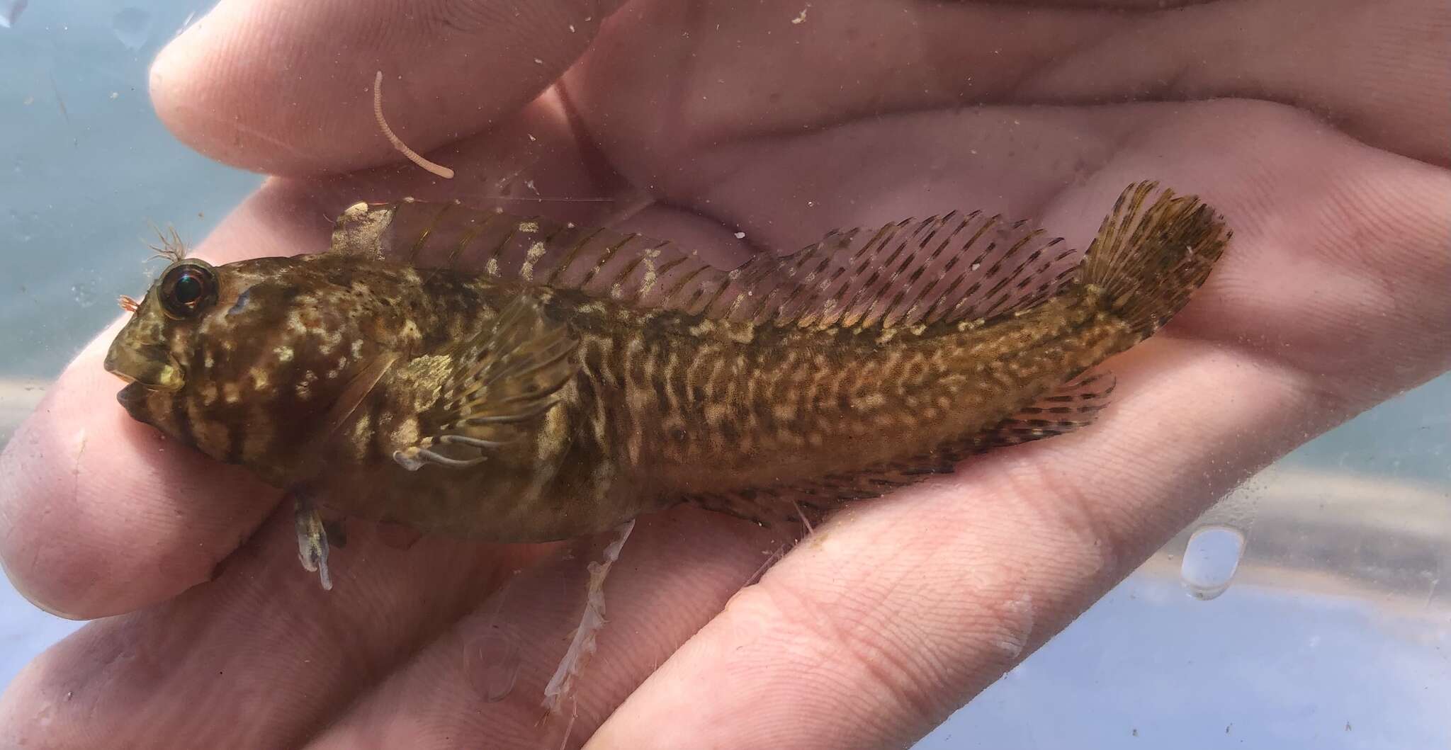 Image of Mussel Blenny