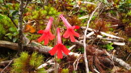 Image of Ourisia coccinea subsp. coccinea