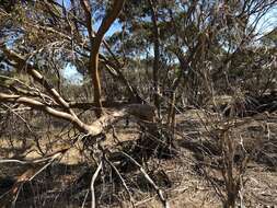 Слика од Eucalyptus behriana F. Müll.