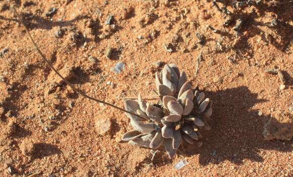 Image of Crassula namaquensis Schönl. & Baker fil.