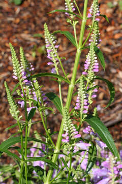 Image of obedient plant