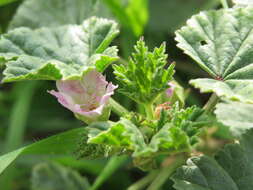 Image of common mallow