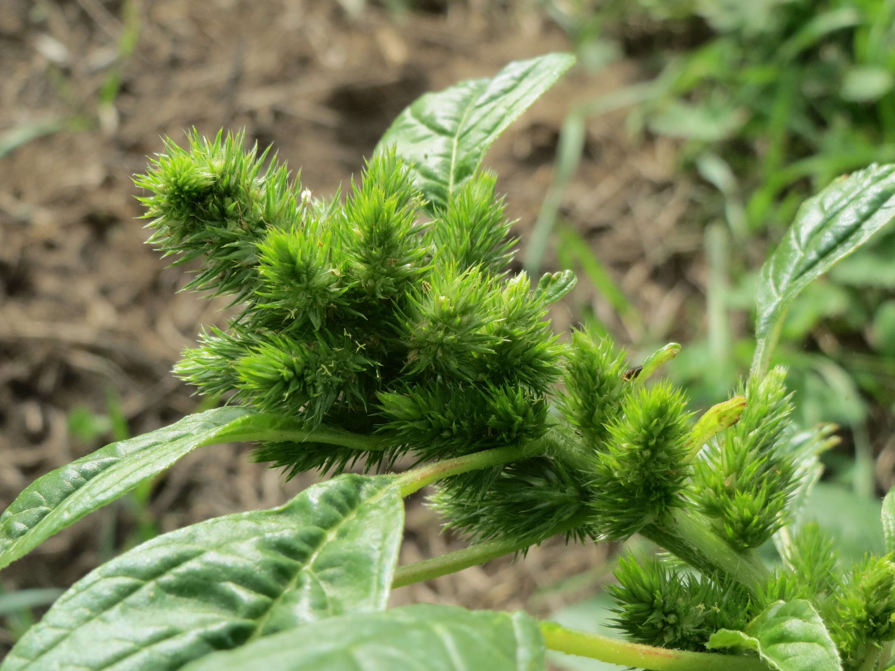 Image of redroot amaranth