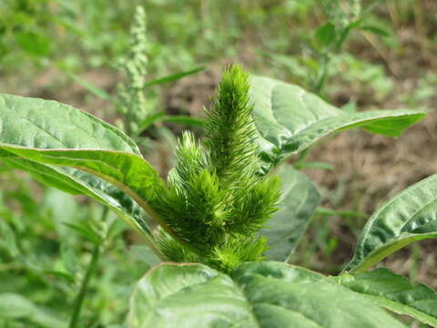 Image of redroot amaranth