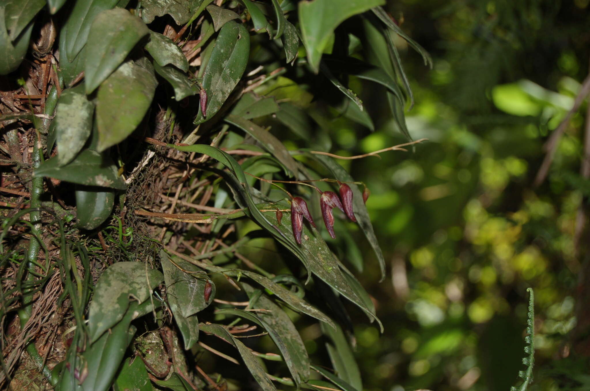 Image of Stelis pachyglossa (Lindl.) Pridgeon & M. W. Chase