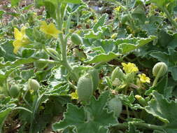 Image of squirting cucumber