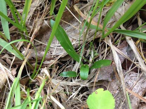 Image of Shining Ladies'-Tresses