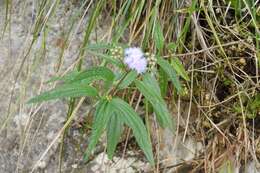 Image de Ageratum paleaceum (DC.) Hemsl.