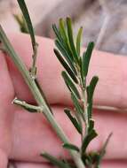Acacia flexifolia A. Cunn. ex Benth.的圖片