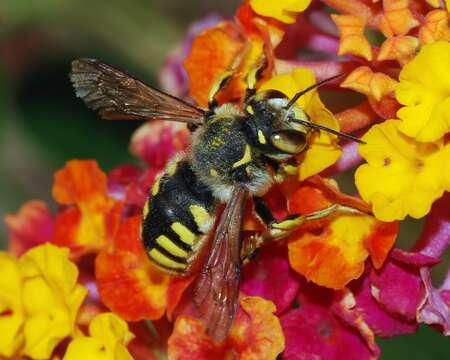 Image of Florentine Wool-carder Bee