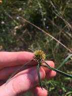 Image of tropical creeping cudweed