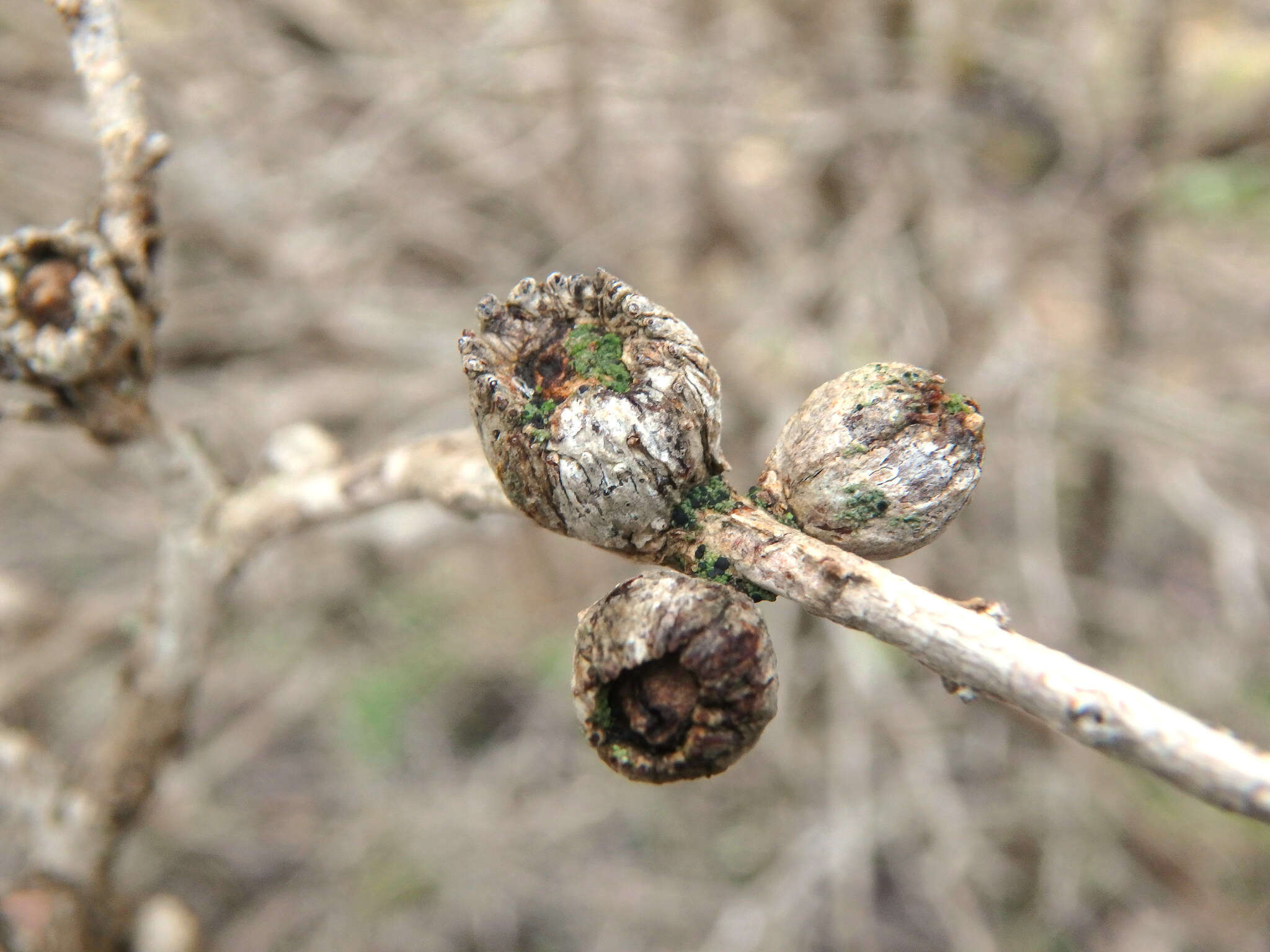 Image de Melaleuca acuminata subsp. acuminata