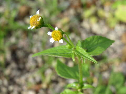 Galinsoga parviflora Cav. resmi