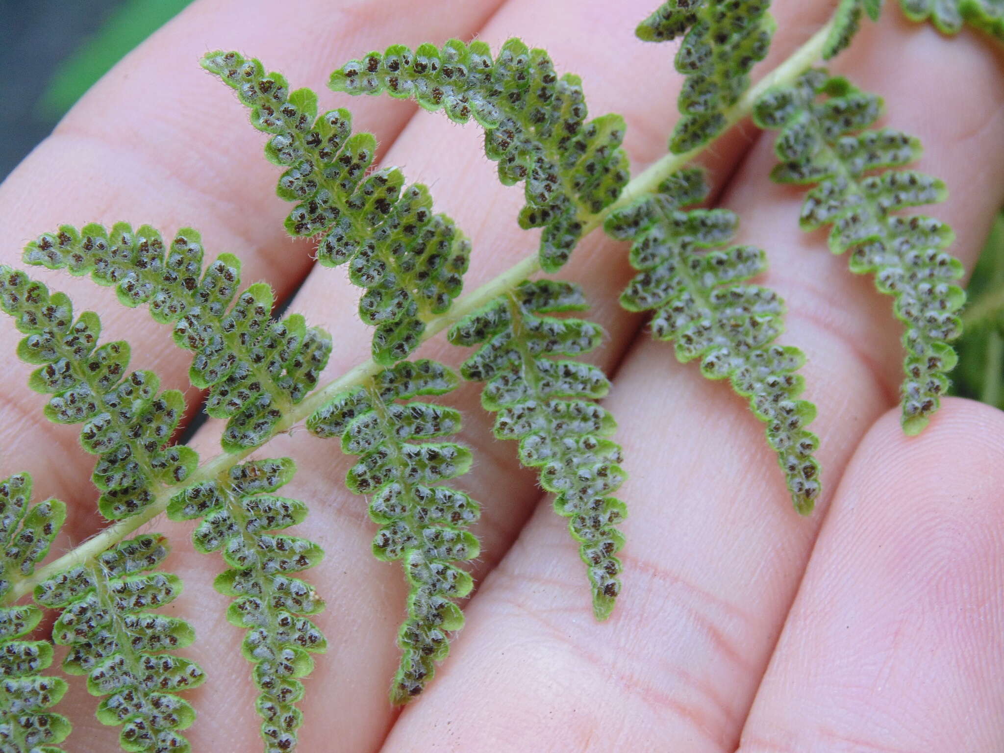 Image of Woodsia mollis (Kaulf.) J. Sm.