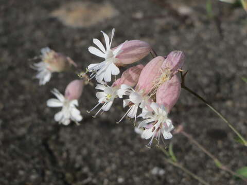 Image of Bladder Campion