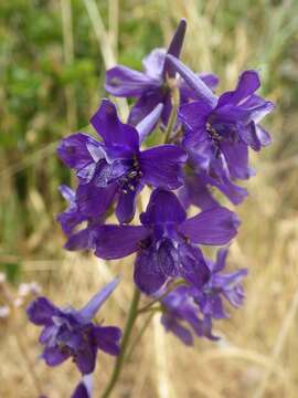 Image of Delphinium pentagynum Lam.