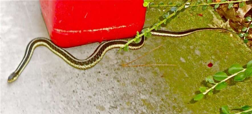 Image of Butler's Garter Snake