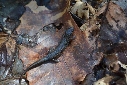 Image of Santeetlah Dusky Salamander