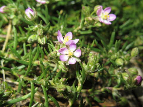 Plancia ëd Spergularia rubra (L.) J. Presl & C. Presl