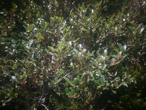 Image of Eucryphia milliganii J. D. Hook.