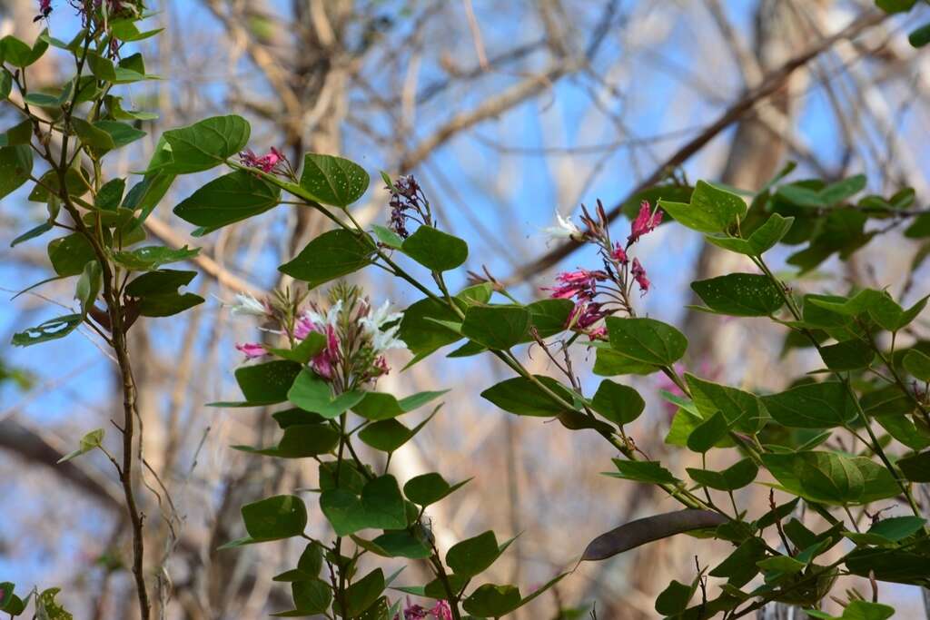 Plancia ëd Bauhinia divaricata L.